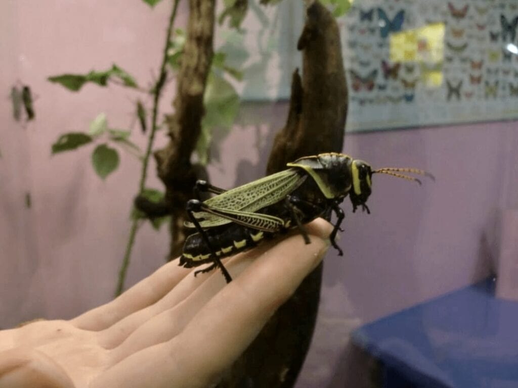 The Victoria Bug Zoo